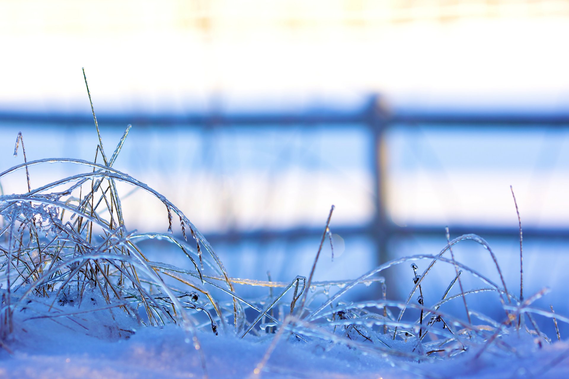 herbe brins d herbe congelés neige hiver gel clôture clôture nature gros plan