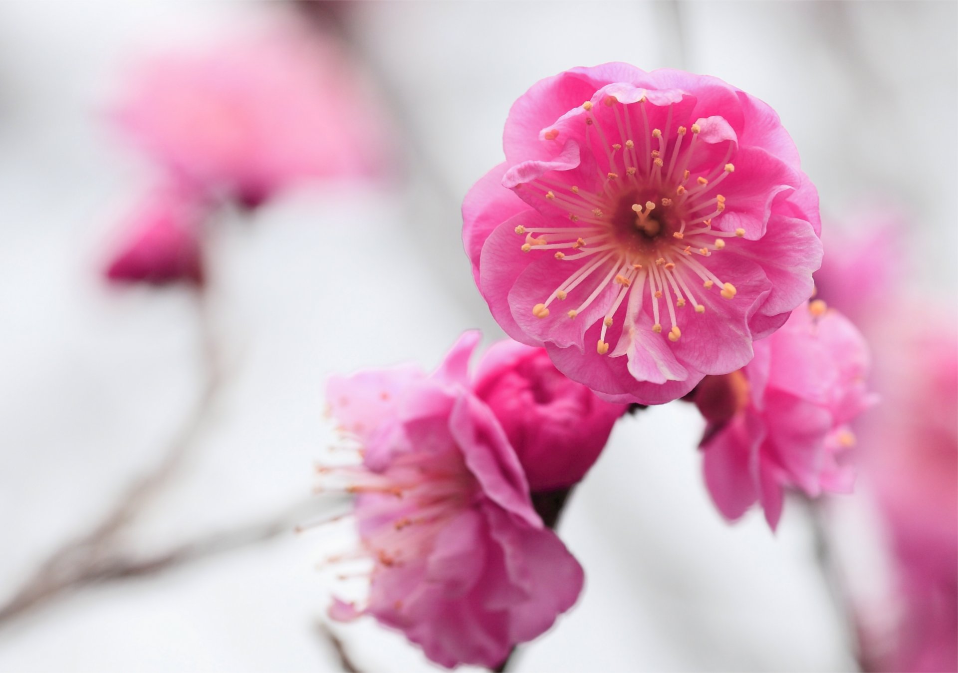 apricot flower pink bloom branch close up blur focu