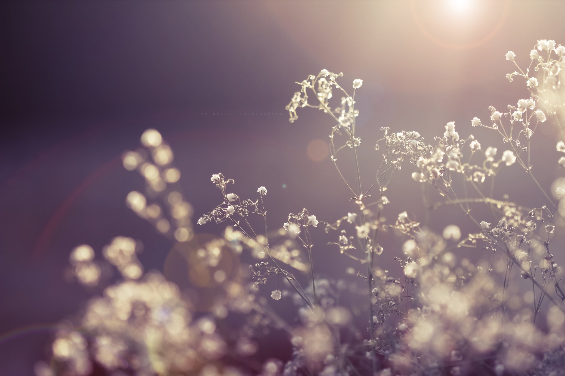 blumen trocken trockenfarbe pflanze licht sonne strahlen natur makro