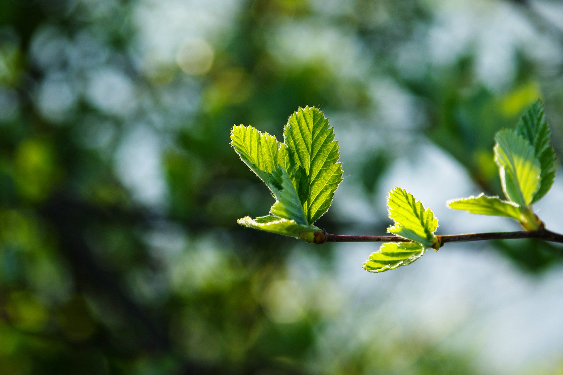 macro printemps branche feuillage vert jeune juteux beau fond éblouissement