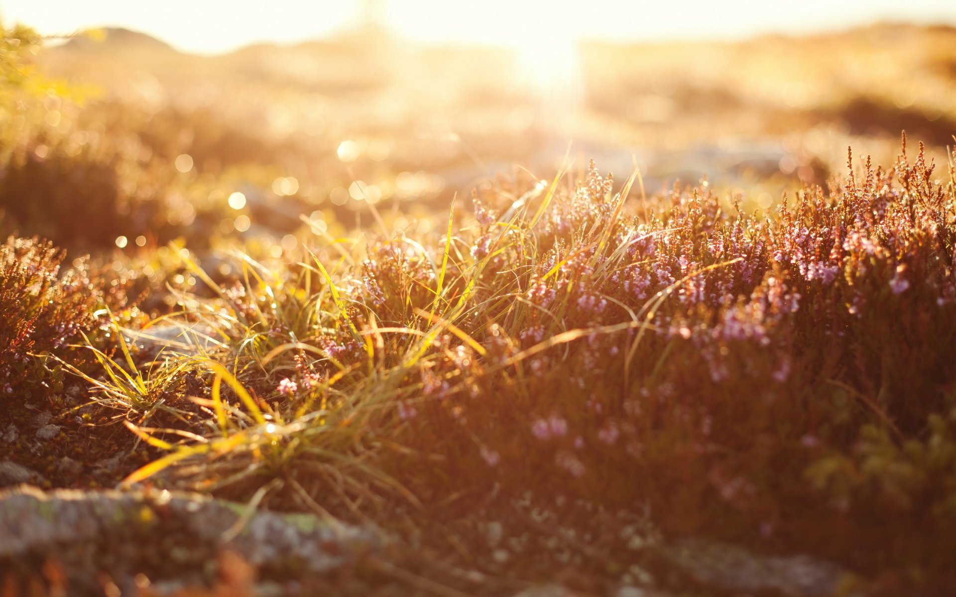 makro natura światło trawa bokeh makro 2560x1600