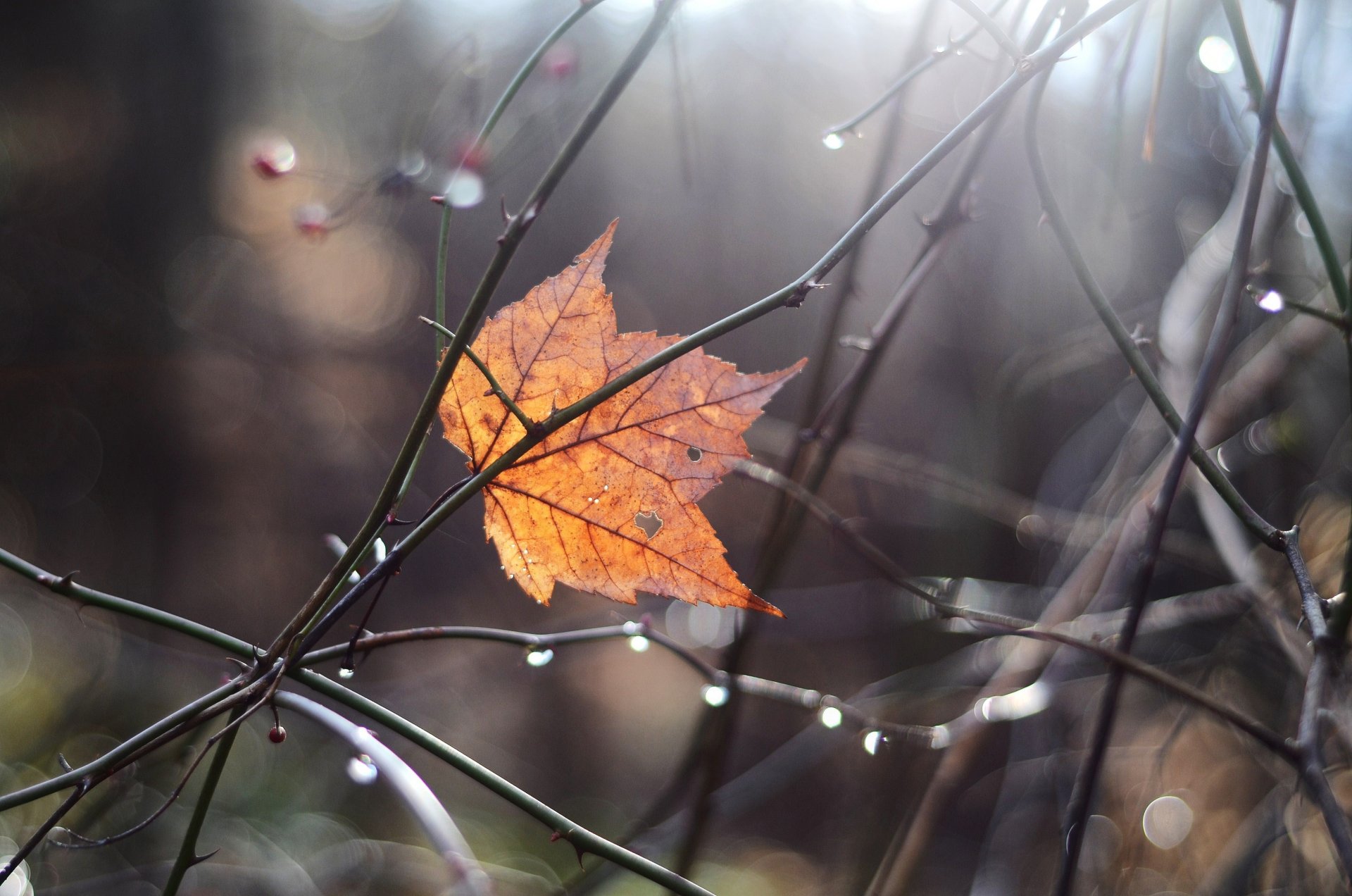 macro rami luci autunno foglia