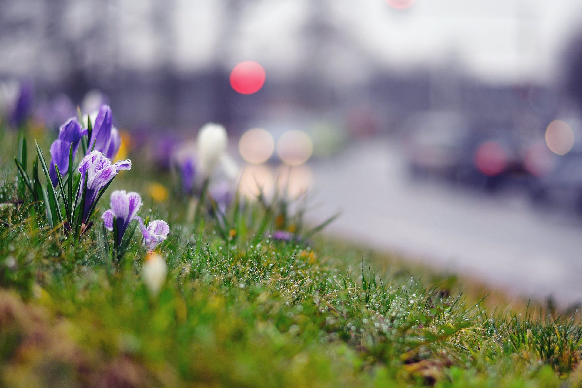 close up spring grass drops crocus after the rain town machinery grayness reflection