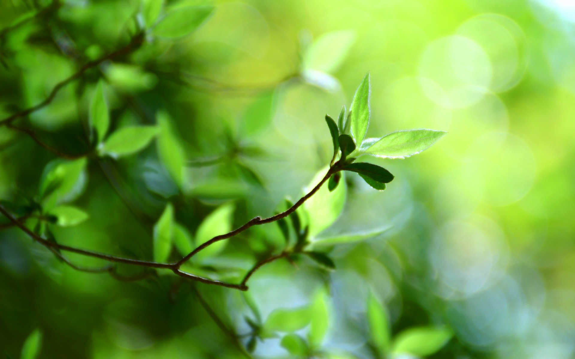 bokeh papier peint macro bokeh feuilles vertes feuille verte plante verdure feuille foliole folioles folioles folioles feuillage printemps papier peint de printemps été papier peint d été flou flou mise au point branche branches branche branches nature fraîcheur parcs forêts fonds d écran