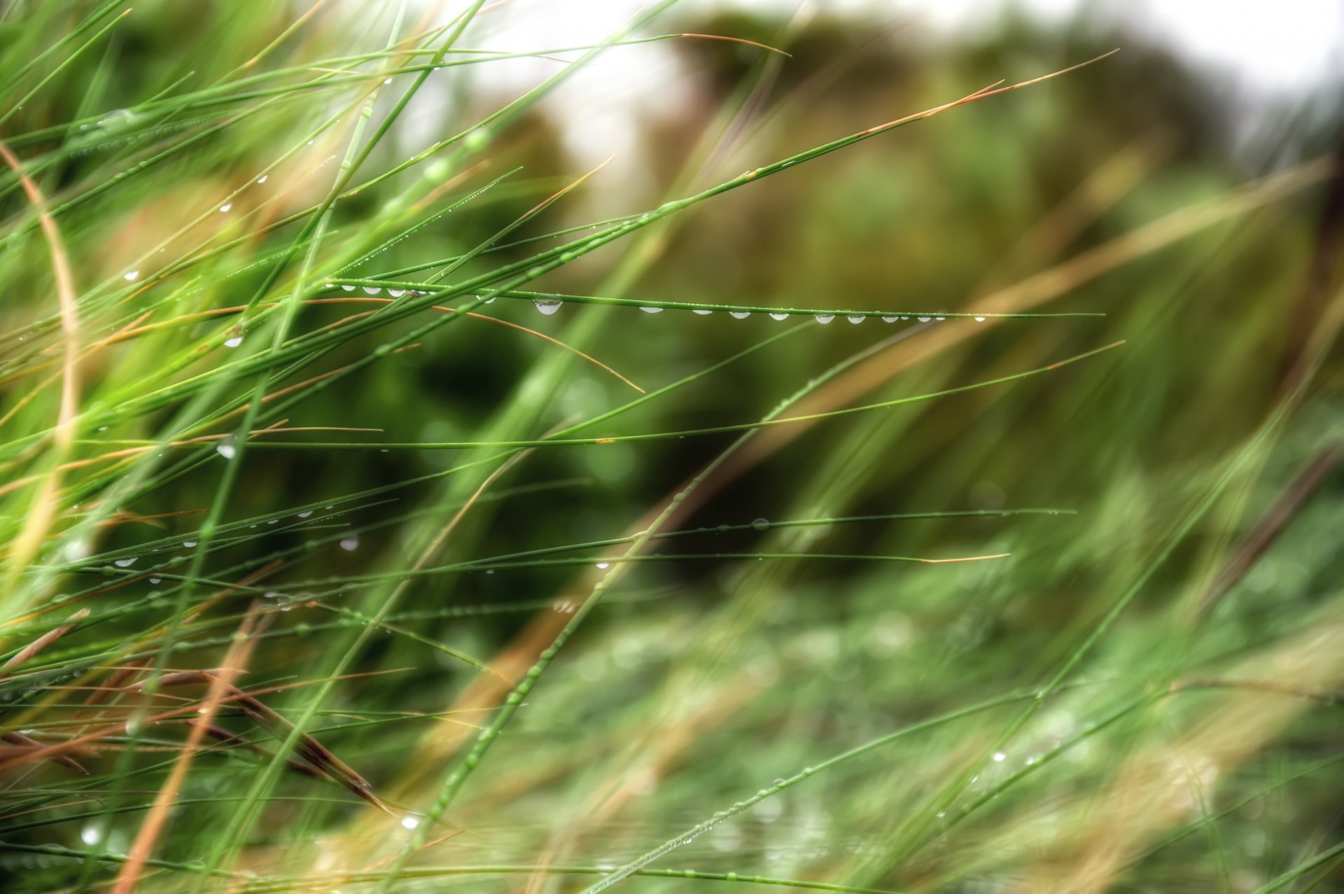 grass rosa drops bokeh nature