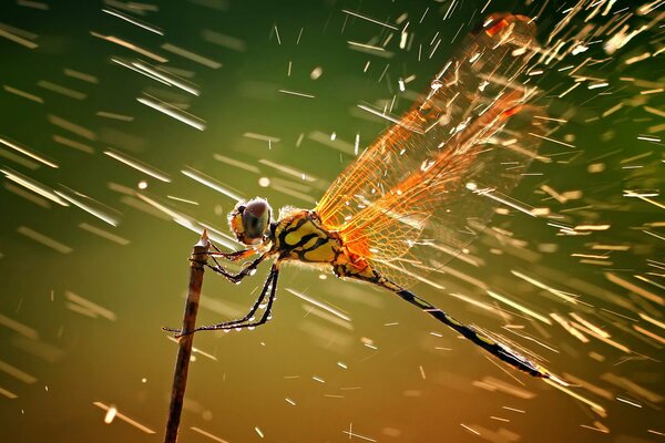 Rain splashes on the wings of a dragonfly