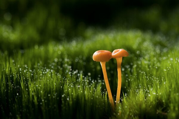 Macro photo of mushrooms in the grass with dew drops