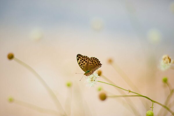 La farfalla si siede su un fiore bianco