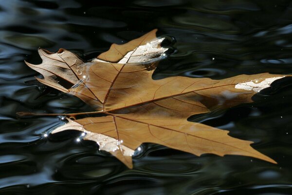 Feuille d érable sur la surface de l eau