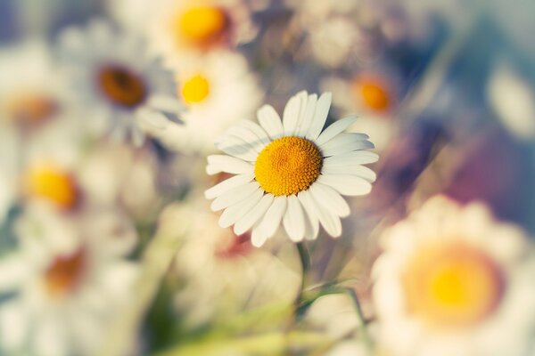 Gros plan de marguerites au soleil