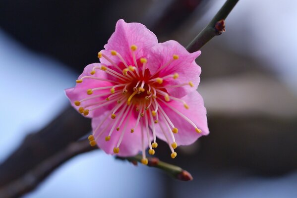 Makrofoto einer zartrosa Blume auf einem Zweig