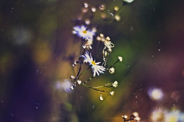 Macro shooting of chamomile in autumn