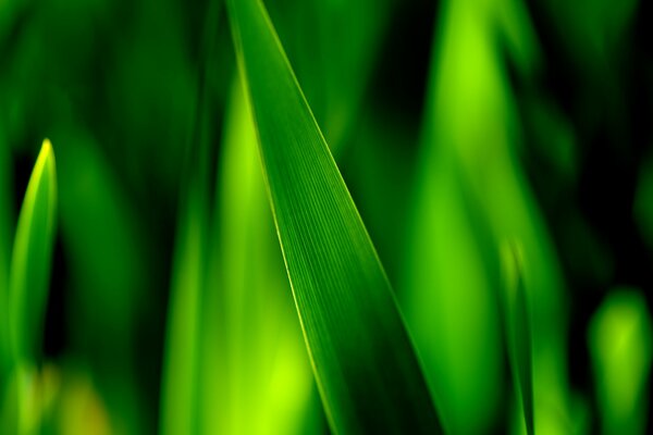 Foto macro di erba verde