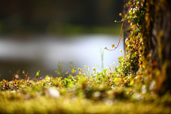 Un muro vivente con piccole piante in macrofotografia