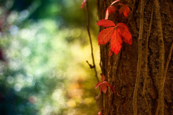 Rotes Blatt am Baumstamm