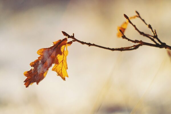 Faded fallen oak leaves