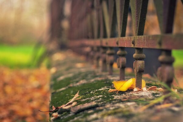 The leaf lies at the iron fence