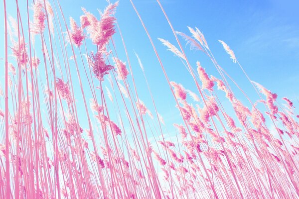 Épis de blé rose sur fond de ciel bleu