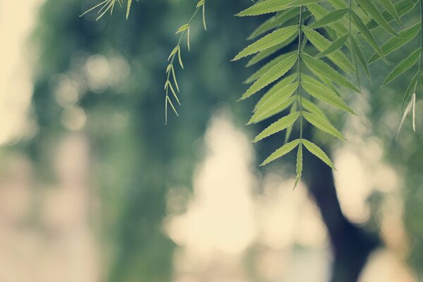 A branch of green leaves on a blurry background