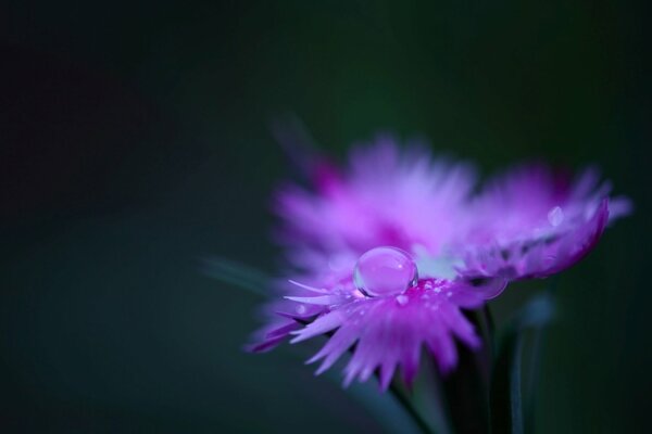 Une goutte de rosée sur un clou de girofle semble changer sa couleur. Les pétales reflètent la teinte rose