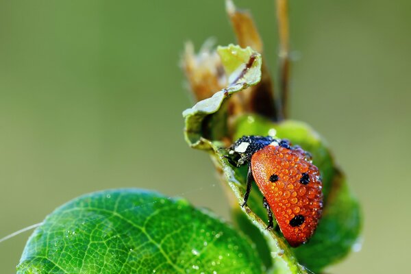 After the rain, the ladybug enjoys the freshness