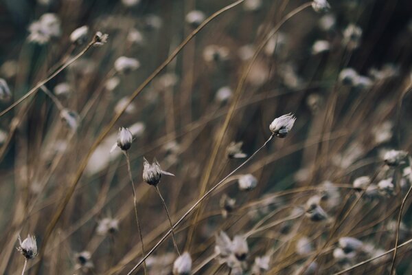 Grass in macro photography on a blurry background