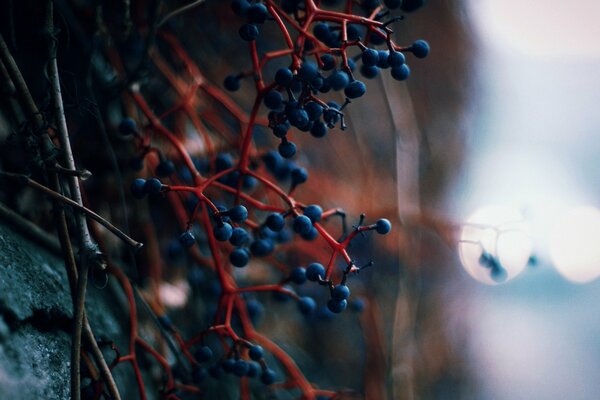 Rote blaue Komposition - Beeren auf einem Zweig