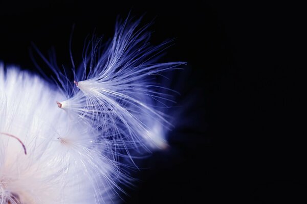 Foto macro del dente di leone: lanugine leggermente staccate