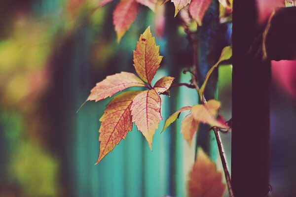 Salutations d automne avec des feuilles d orange