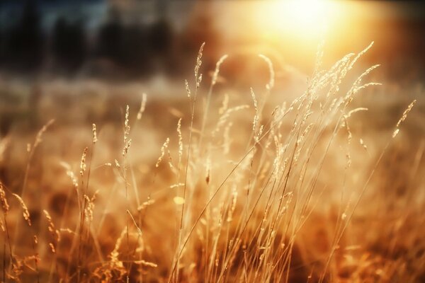 The first rays illuminate the rye