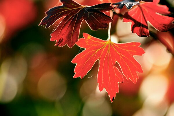 Macro disparo de follaje de otoño