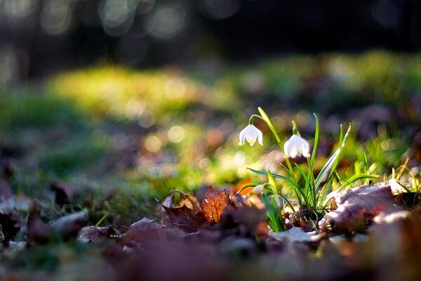 Makrofoto von Blumen im Wald