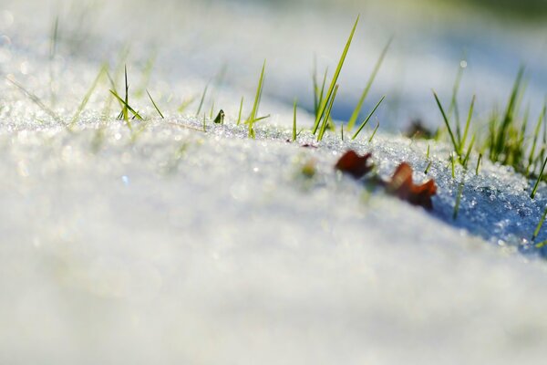 Jeunes brins d herbe se frayer un chemin sous la neige