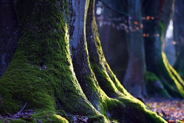 Musgo verde en un enorme roble