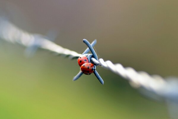 Coccinelles sur fil macro shot