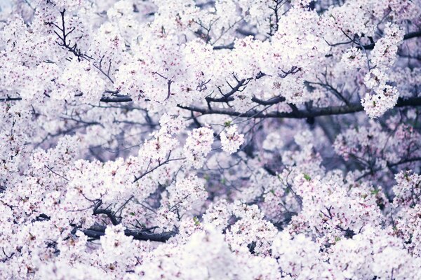 Schöne Blumen, die im Frühling am Baum blühen