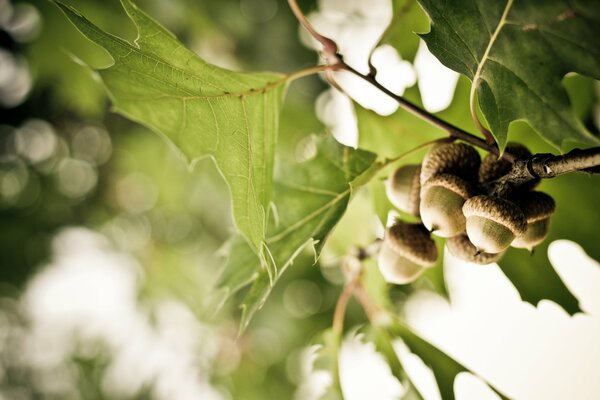 Ramo di quercia con ghiande