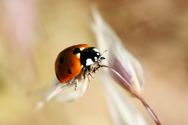 Macro photo: ladybug on a thin plant stem