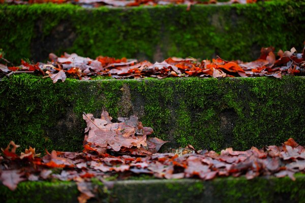 Hojas de otoño y musgo en los escalones