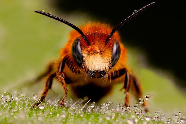 Foto macro de una abeja pelirroja en gotas