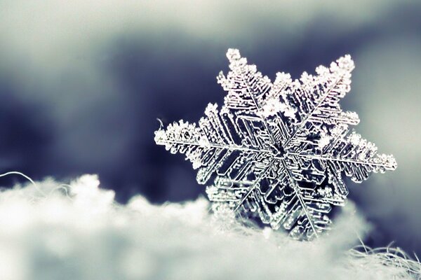 Photo snowflake winter snow