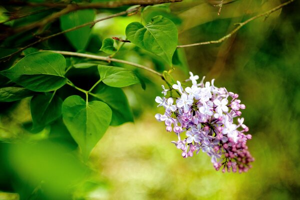 Photo de gros plan d une branche de lilas