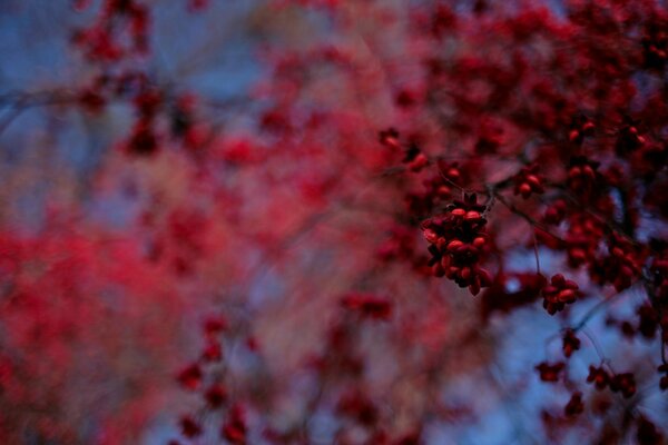 Red fruits of a beautiful tree