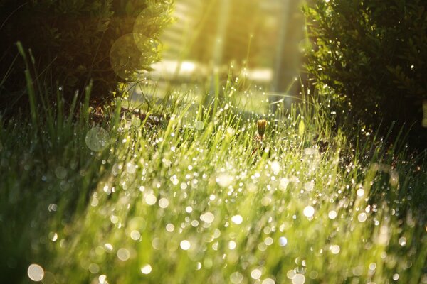 Gocce di bagliore sotto il sole del mattino