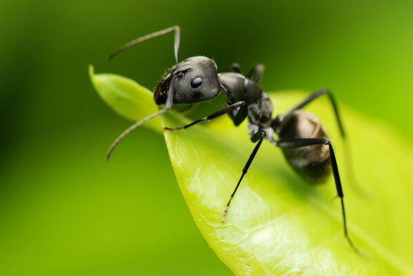 Ripresa di una formica su una foglia