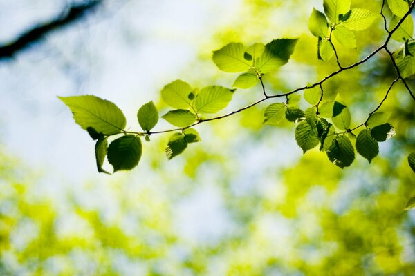 Fondo de pantalla con hojas verdes en macro tiro