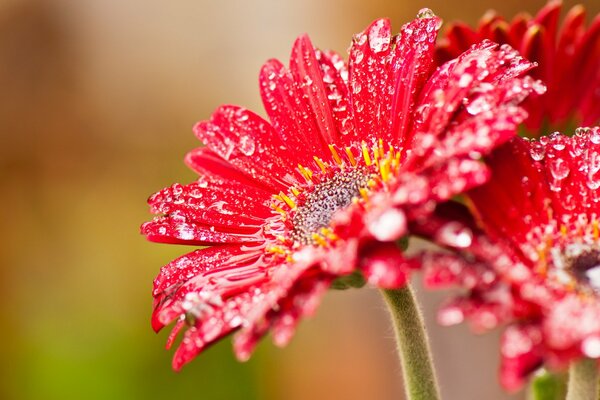 Fleurs rouges couvertes de petites gouttes