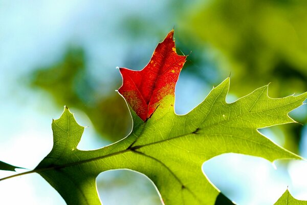 Fotografía macro de una hoja que comienza a sonrojarse