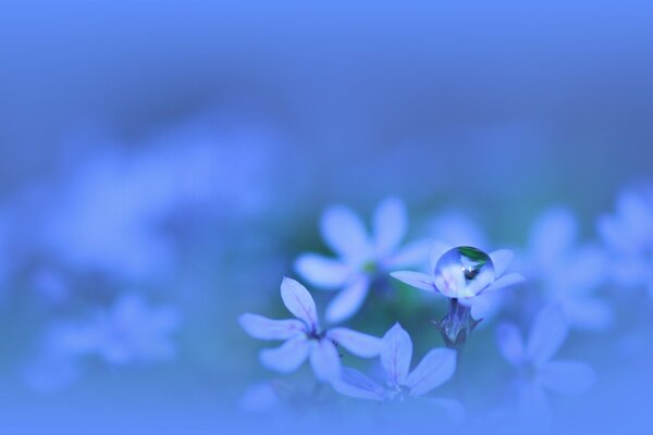 A drop of dew on delicate blue flowers