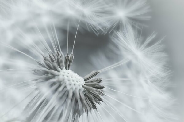 Black and white photo of dandelion fluff